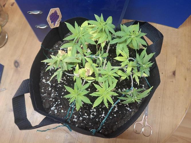 Alien Candy Kush Fast. Week 8