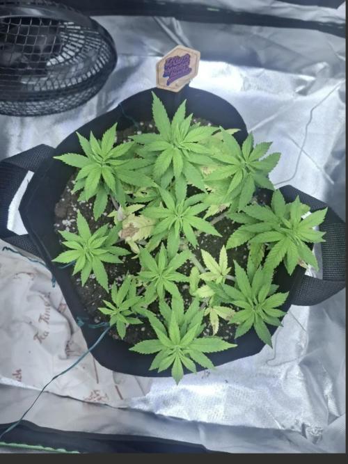 Alien Candy Kush Fast. Week 9
