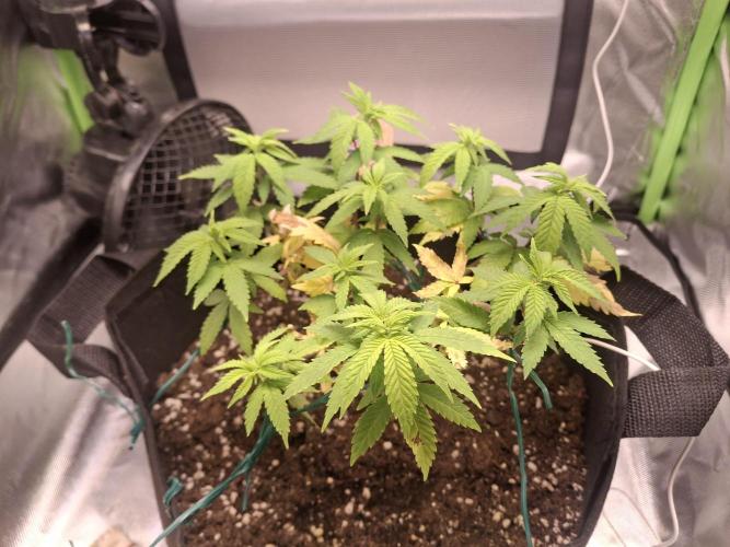 Alien Candy Kush fast_ 1.run ever. Week 9 - Tag 60 man merkt, dass sie in die Blüte geht.