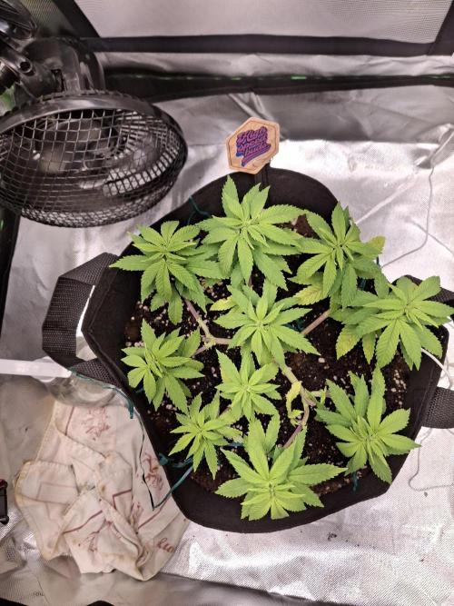 Alien Candy Kush fast_ 1.run ever. Week 9 - Tag 61 die ersten Fühler werden sichtlich ausgestreckt 👽