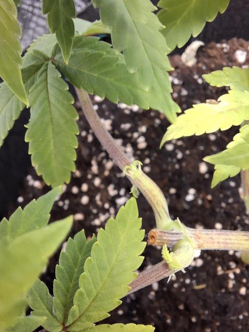 Alien Candy Kush fast_ 1.run ever. Week 9 - Tag 61