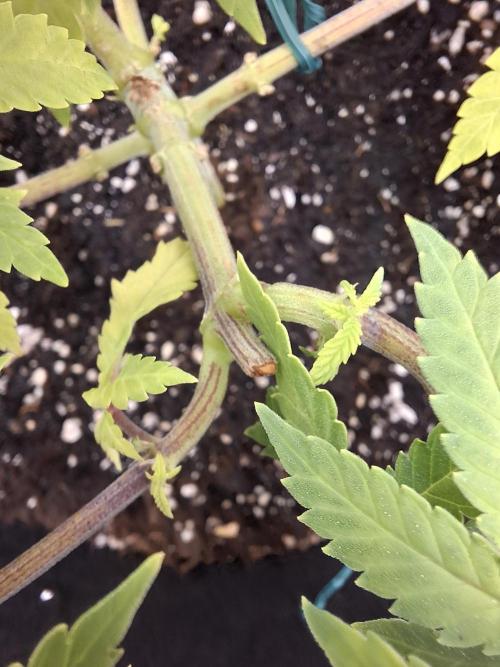 Alien Candy Kush fast_ 1.run ever. Week 9 - Tag 61