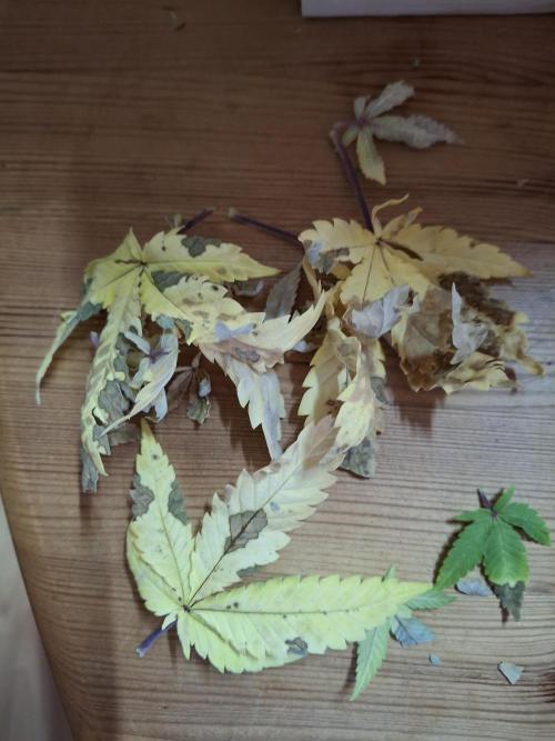 Alien Candy Kush Fast. Week 9