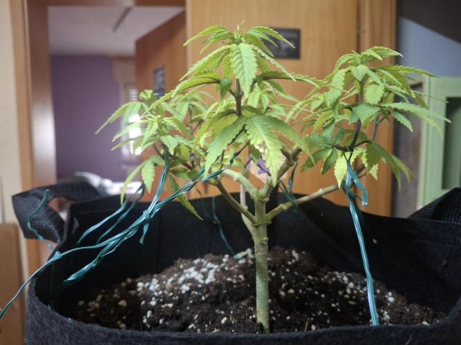 Alien Candy Kush fast_ 1.run ever. Week 10 - Tag 64