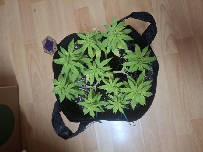 Alien Candy Kush fast_ 1.run ever. Week 10 - Tag 64 die Fühler werden ausgestreckt 👽