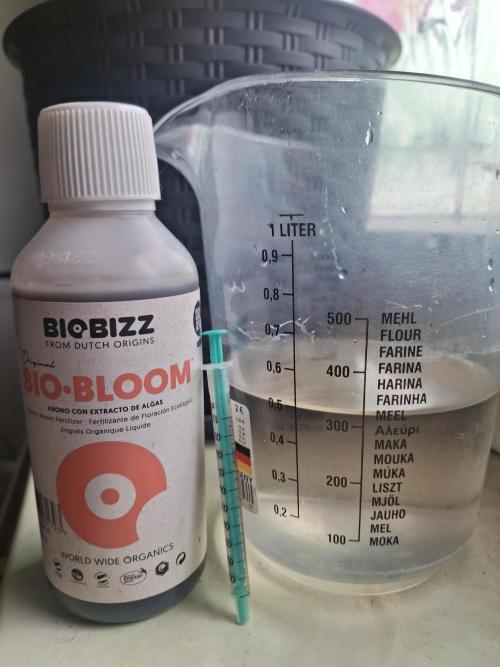 Alien Candy Kush fast_ 1.run ever. Week 10 - Tag 69 - wir verwenden 1ml/l Bio Bloom