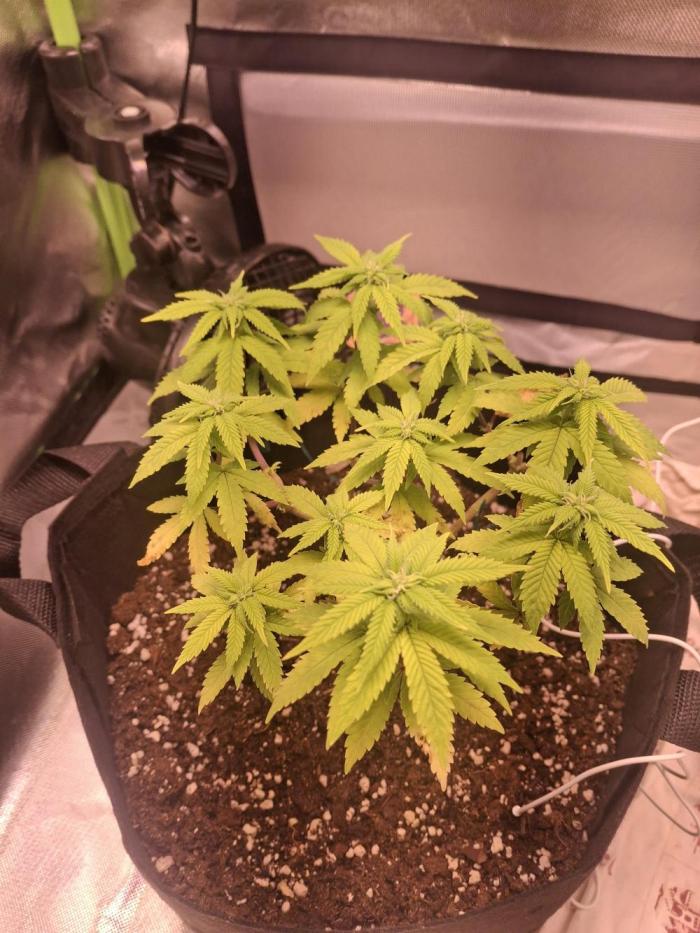 Alien Candy Kush fast_ 1.run ever. Week 11 - Tag 71 - es wird "haarig"