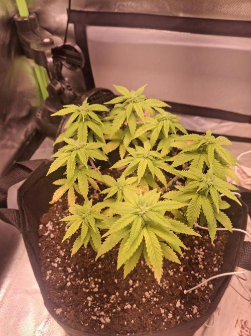 Alien Candy Kush Fast. Week 11
