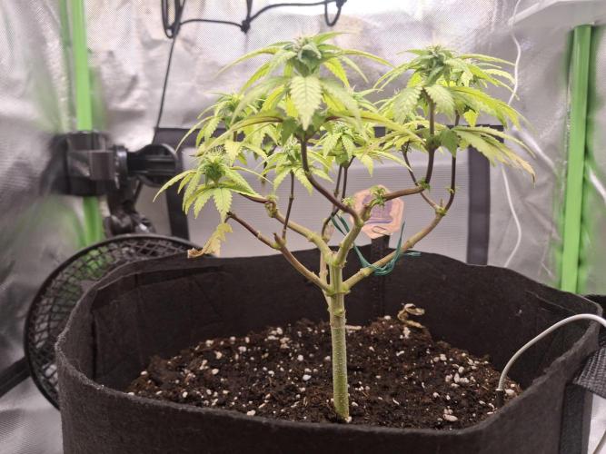 Alien Candy Kush fast_ 1.run ever. Week 12 - Tag 85