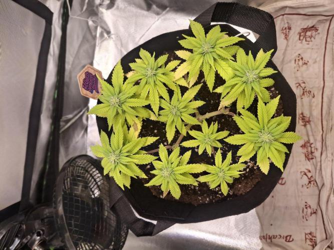 Alien Candy Kush fast_ 1.run ever. Week 12 - Tag 85