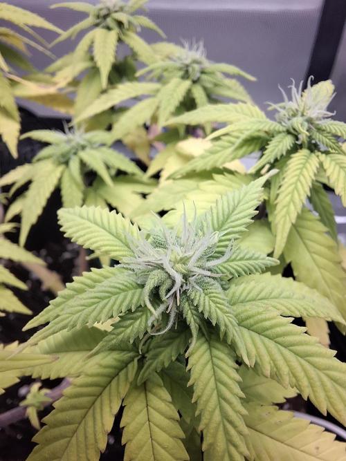Alien Candy Kush Fast. Week 12