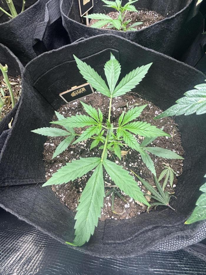 RF3 01. Week 4