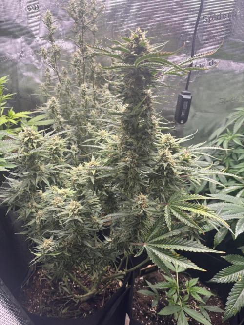 Será que dá onda ?. Week 8