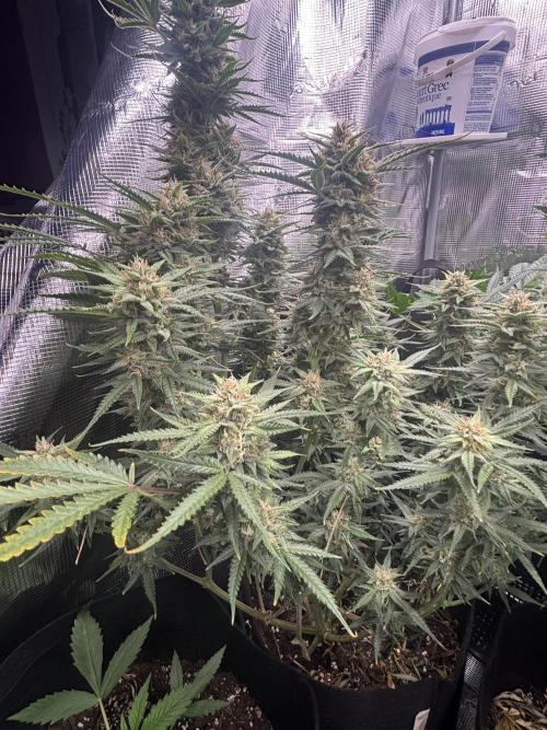 Será que dá onda ?. Week 8