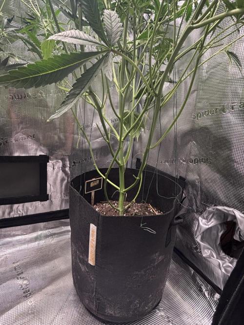 RF3 01. Week 8