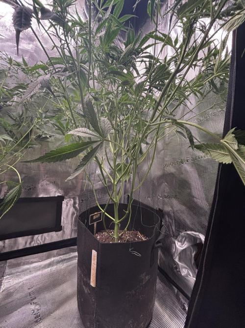 RF3 01. Week 8