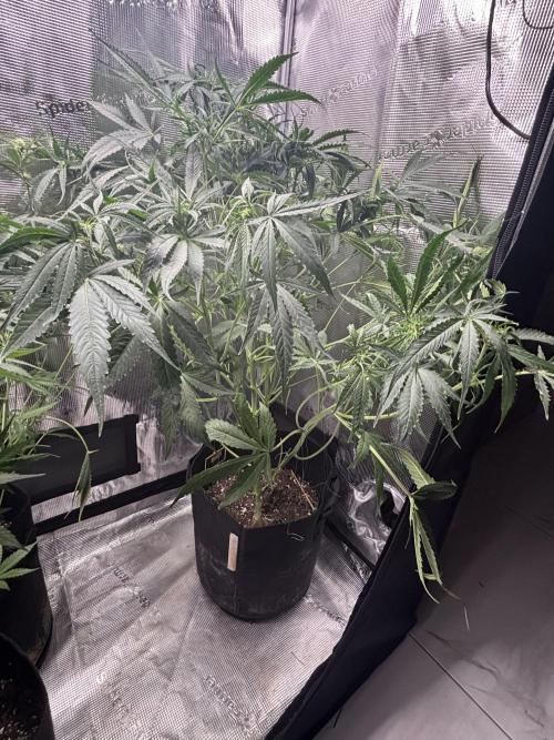 RF3 01. Week 8