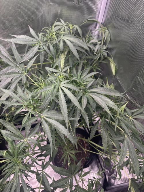 RF3 01. Week 8