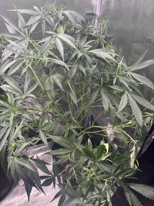RF3 01. Week 8