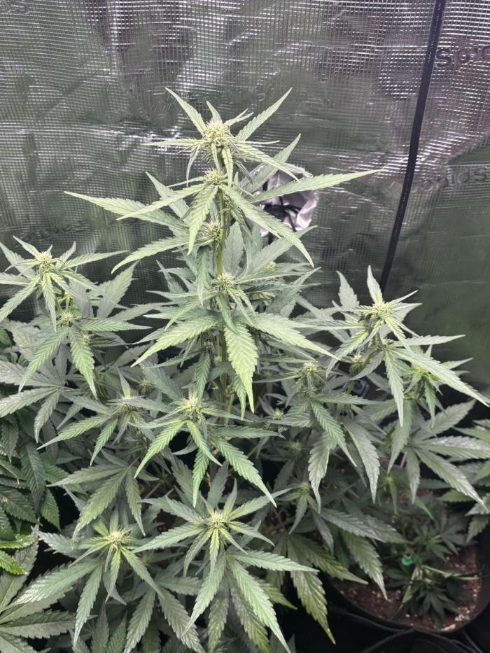RF3 02. Week 6