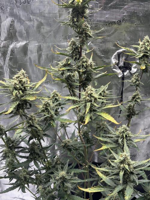 RF3 02. Week 8