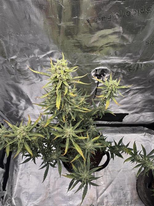 RF3 02. Week 8