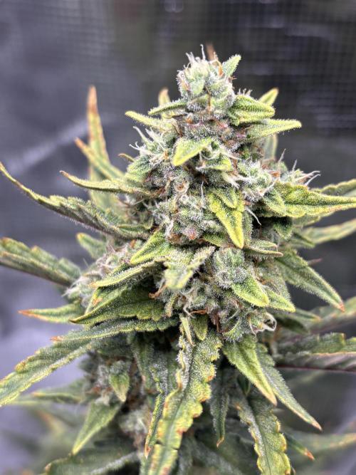 RF3 02. Week 8