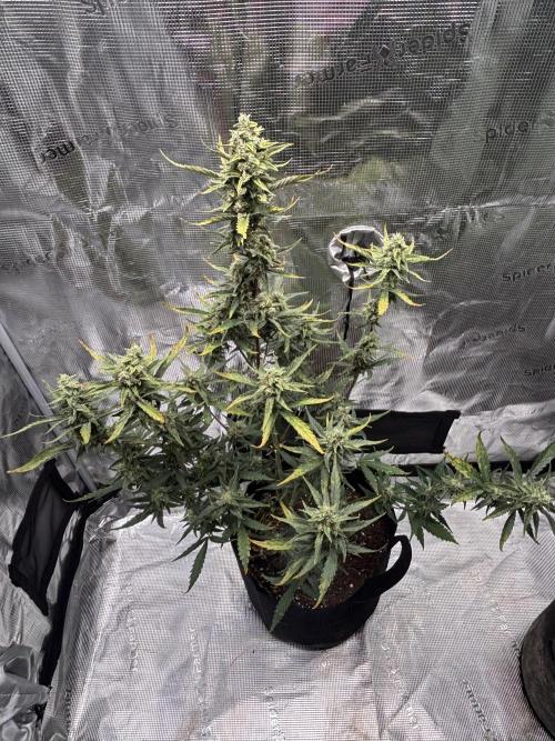 RF3 02. Week 8
