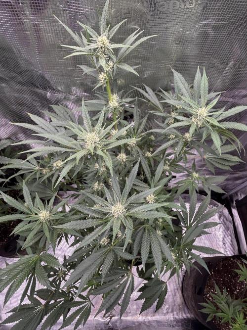 RF3 03. Week 9