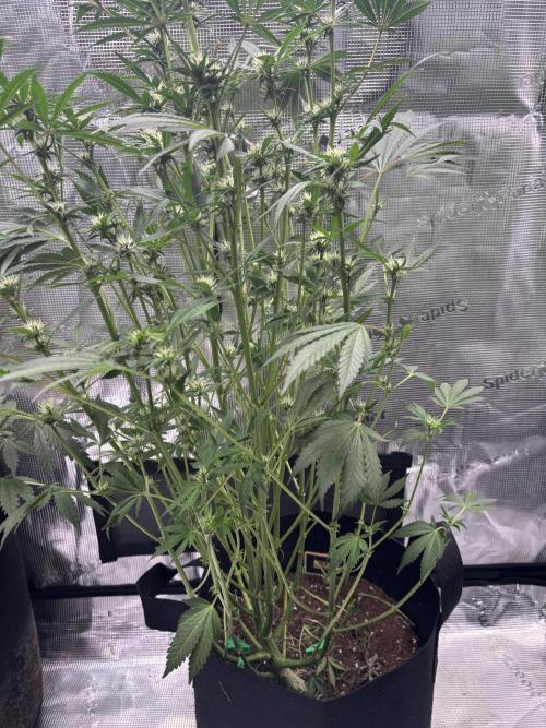 RF3 03. Week 9