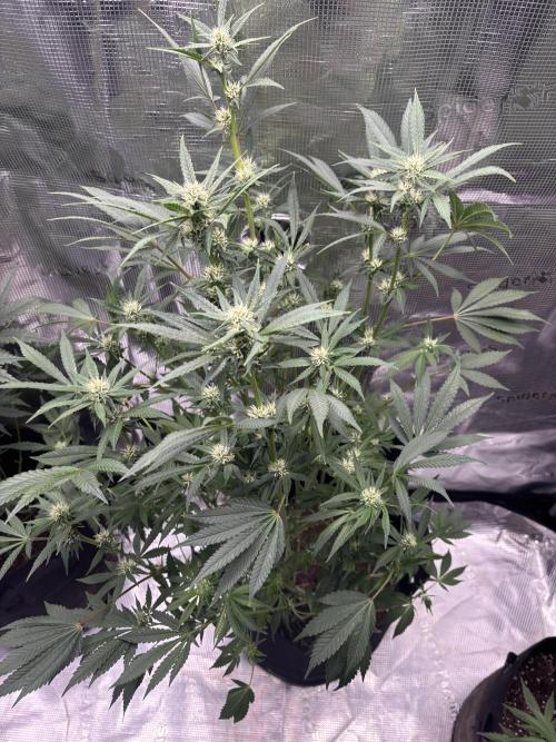 RF3 03. Week 9