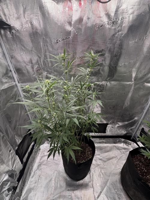 RF3 04. Week 9