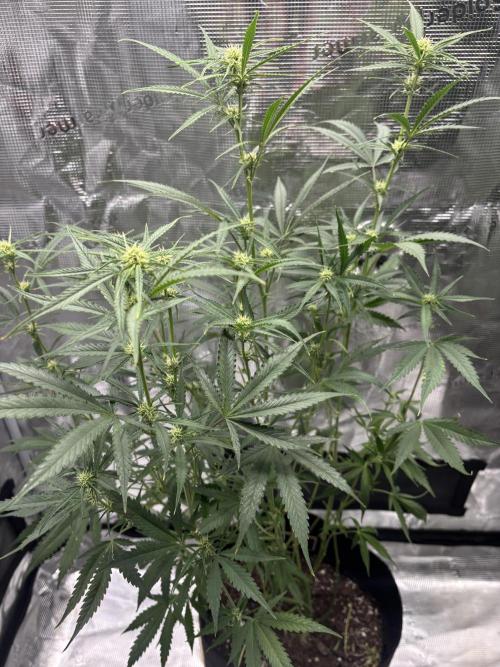 RF3 04. Week 9