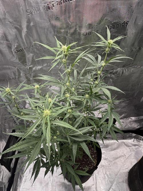 RF3 04. Week 9