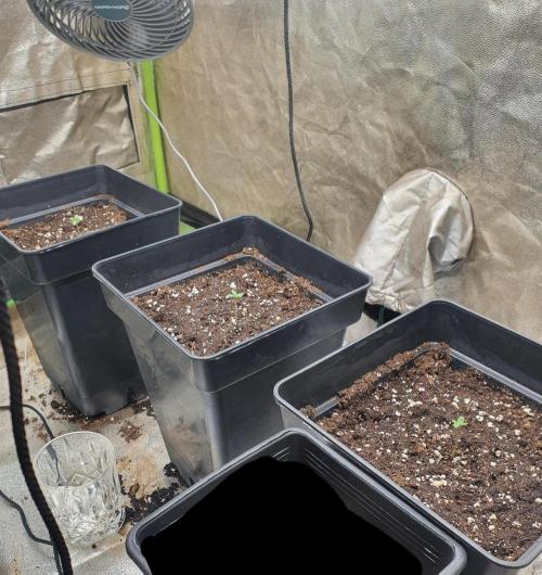 Holy Hemp Grow. Week 1 - The 3 genetics on day 3 after potting the germinated seed