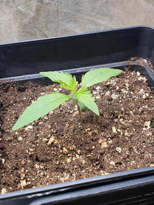 Holy Hemp Grow. Week 1 - Holy Hemp - Orange Glaze on day 9 after potting the germinated seed