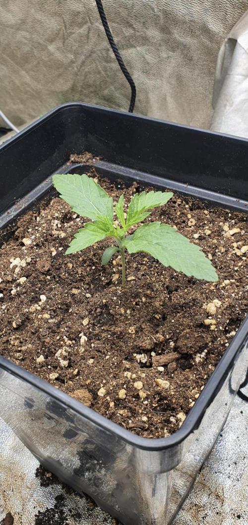 Holy Hemp Grow. Week 1 - Holy Hemp - Strawberry Guava on day 9 after potting the germinated seed