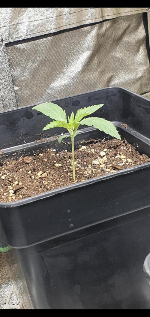 Holy Hemp Grow. Week 1 - Holy Hemp - Blueberry Bubba on day 9 after potting the germinated seed