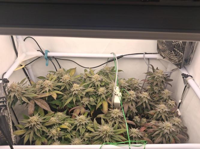 Cherry poppers. Week 10