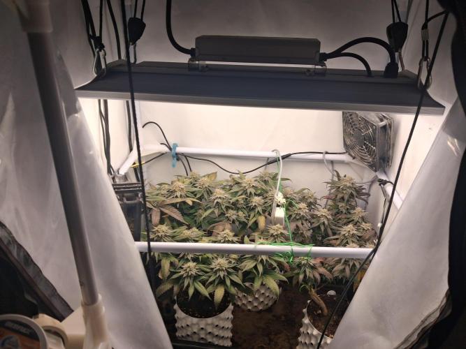 Cherry poppers. Week 10