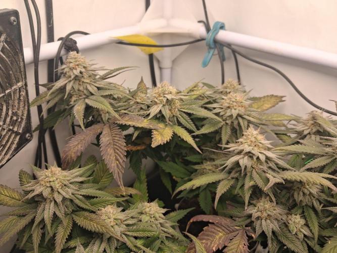 Cherry poppers. Week 10