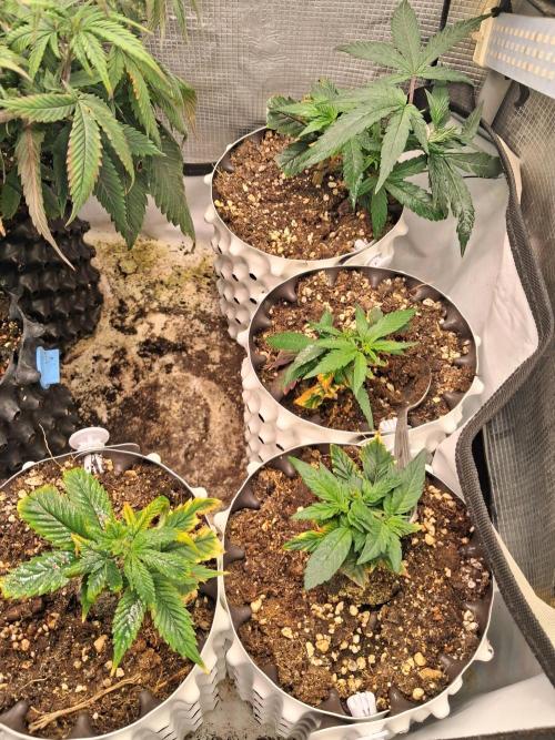 Cherry poppers bonsai. Week 1 - Clone