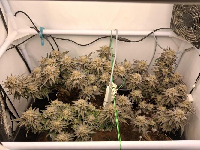 Cherry poppers. Week 11