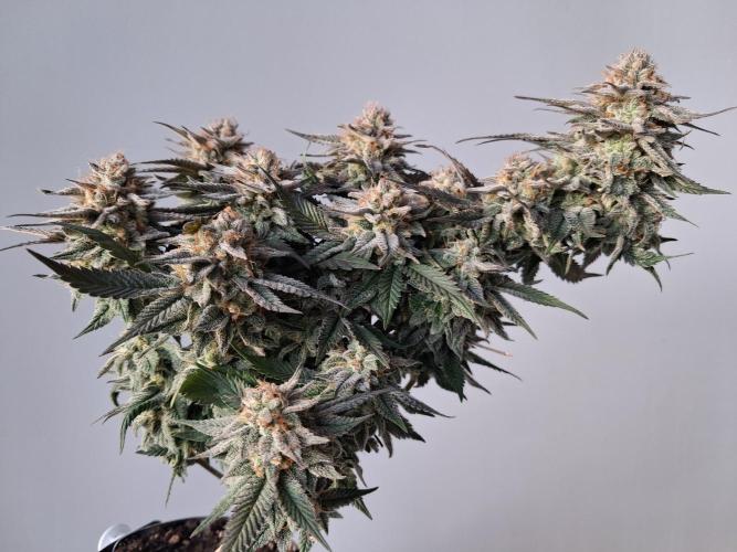 Cherry poppers. Week 11