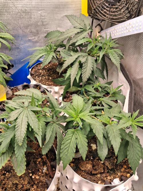 Cherry poppers bonsai. Week 2