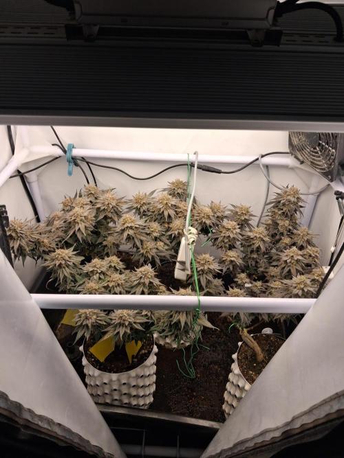 Cherry poppers. Week 12