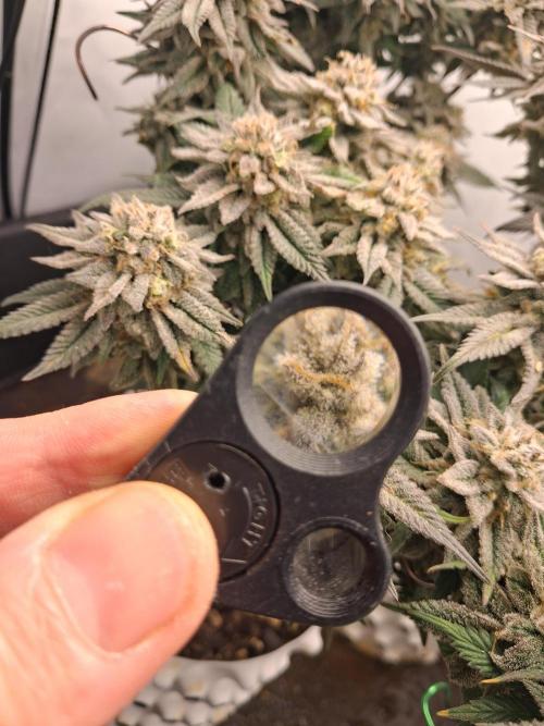 Cherry poppers. Week 12