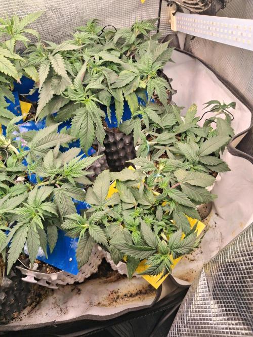 Cherry poppers bonsai. Week 3