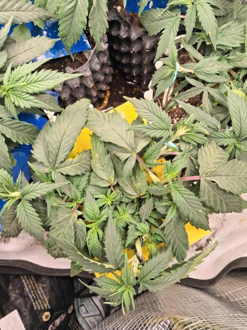 Cherry poppers bonsai. Week 3