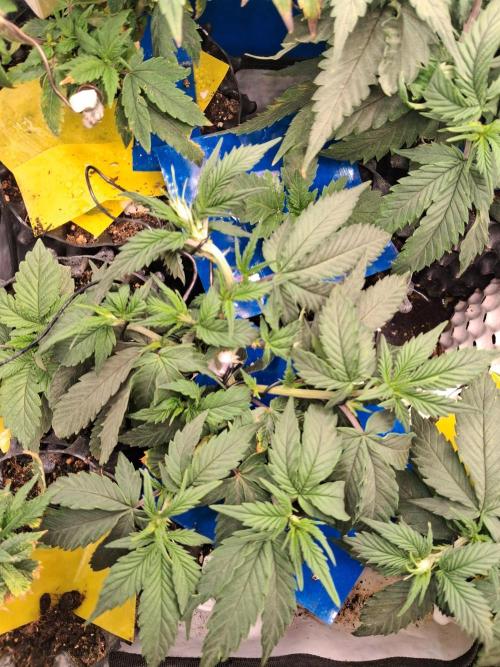 Cherry poppers bonsai. Week 3